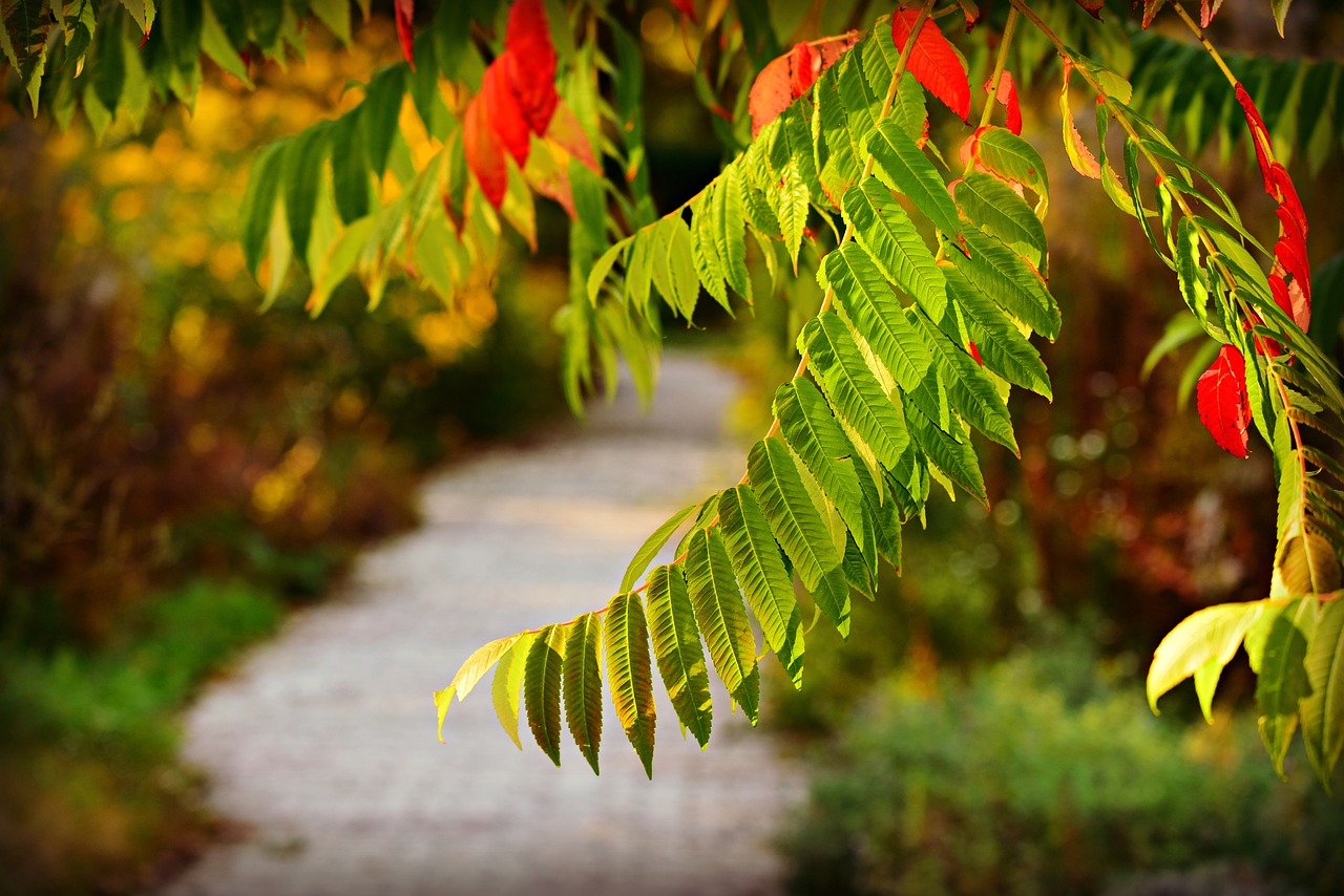 Best Plants for Creating a Garden Path Border